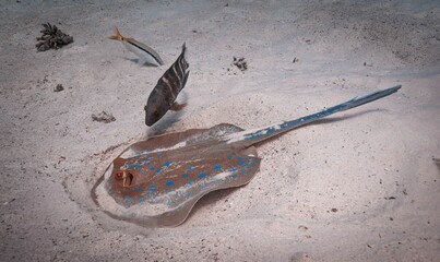 Teniura lymma swimming under the surface of the blue ocean