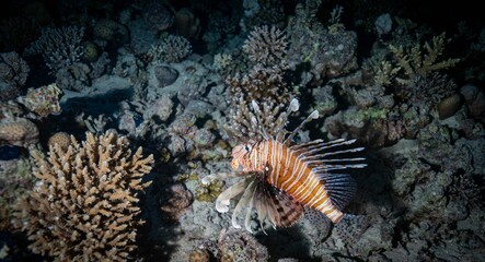 Naklejka na ściany i meble Vibrant zebra lionfish (Pterois volitans) swimming in a tranquil sea