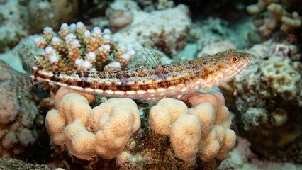 Variegated lizardfish (Synodus variegatus) swimming amongst a coral reef in a tropical ocean