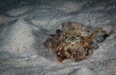 Close-up of a hermit crab with bright green eyes in the shallow depths of the sea