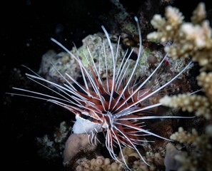 Vibrant Radial lionfish (Pterois radiata) swimming in a tranquil sea