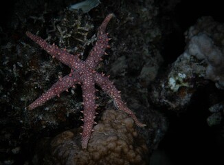 Vibrant  giant sea star (Pisaster giganteus) atop a jagged rock in a tranquil aquatic environment