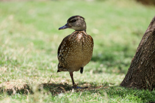 A spotted whistling duck resting standing on one leg.