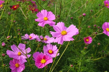 風に揺れるコスモスの花　のどかなコスモス畑　