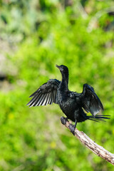 A black cormorant was sitting on a branch.