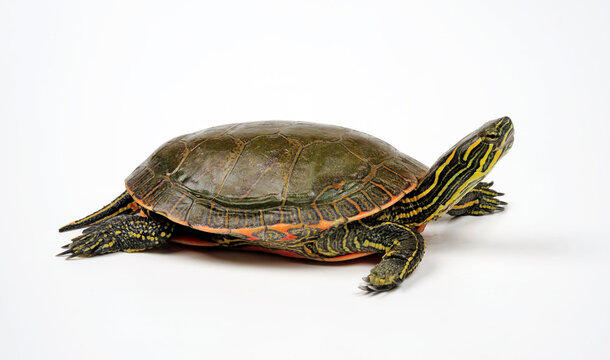 Painted turtle // Westliche Zierschildkr&ouml;te (Chrysemys picta bellii) 