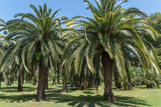 Butia capitata palm, commonly known as jelly palmn in landscape park in Sochi. Palm tree with luxurious turquoise leaves grows in park among evergreens. Nature concept for design.