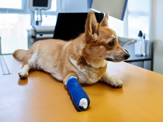 Cute Pembroke Welsh Corgi dog with a broken leg in cast lying on the veterinarian table, injured...