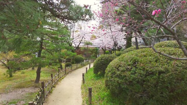 桜が満開に咲く日本庭園を歩きながらPOVショット 4K  2022年4月1日 広島 縮景園にて