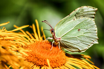 Beautiful The Butterfly. HDR Image (High Dynamic Range).