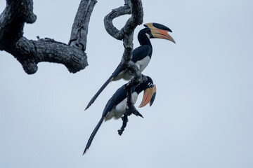 Malabar pied eagles, also known as lesser pied hornbills, are a bird in the hornbill family, a...