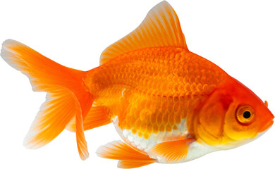 Oranda goldfish isolated on white background close up © Kwangmoozaa