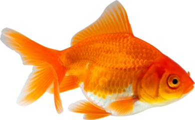 Oranda goldfish isolated on white background close up