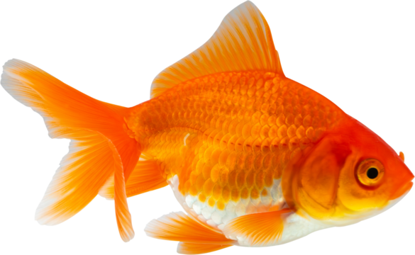 Oranda goldfish isolated on white background close up