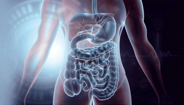 Human digestive system anatomy on scientific background. 3d illustration..