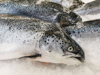 Fresh salmon - 668535522