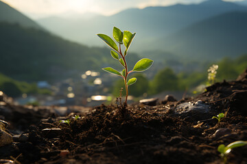 Young Plant Growing In Sunlight 