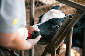Milk feeding to a baby calf © RAYMONDTTW