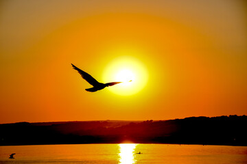 Fototapeta na wymiar Silhouette of a seagull flying at sunset