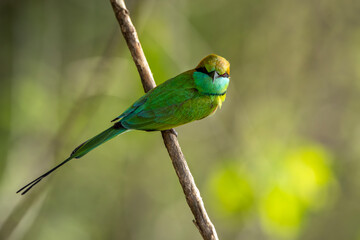 The Asian green bee-eater, also known as the little green bee-eater and green bee-eater in Sri Lanka, is a passerine bird in the bee-eater family.