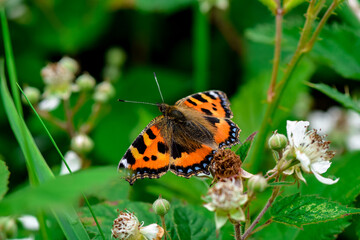 Orange tortoiseshell butterfly in the garden