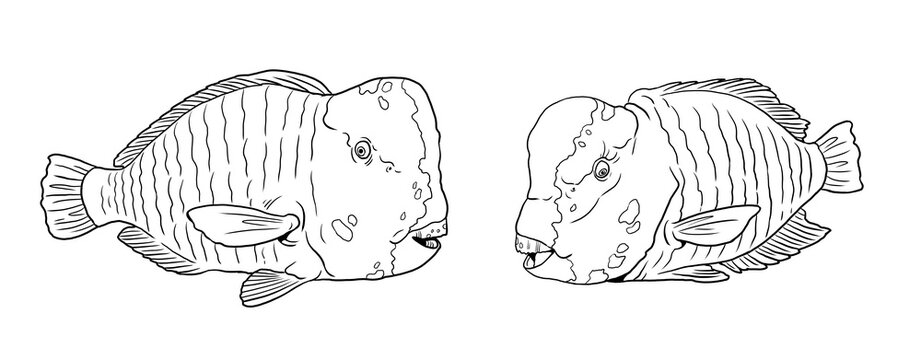 Humphead parrotfish to color in. Template for a coloring book with sea fish. Colouring page.