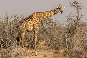 Naklejka na ściany i meble Giraffes in the wild in Namibia
