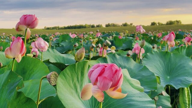 Summer pond with lotuses in Astrakhan. Natural leaf flowers. Blooming pink lotuses on the pond. Flower petals. Flower baskets. Each petal consists of five stamens and five pistils. 4K