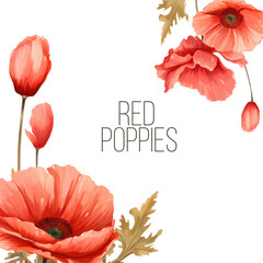 Luxurious bright red vector Poppy flowers paintings on white background with blots and splashes for floral decoration. Template set for invitation cards, wedding, banners, sales