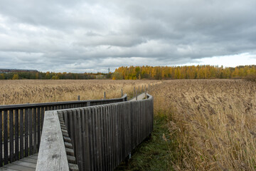 wooden path in autumn yellow meadow