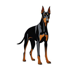 Doberman Pinscher Clipart png dog clipart printable Doberman Pinscher head transparent illustration, 300 dpi tshirt, mug, stickers, tumbler