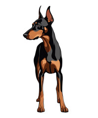 Doberman Pinscher Clipart png dog clipart printable Doberman Pinscher head transparent illustration, 300 dpi tshirt, mug, stickers, tumbler