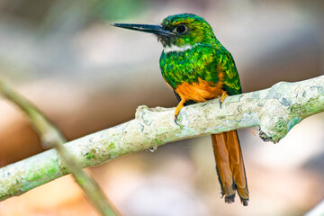 Jacamar Cola Canela 