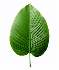 Green leaf isolated on white background with clipping path. HD Image and Large Resolution. can be used as wallpaper