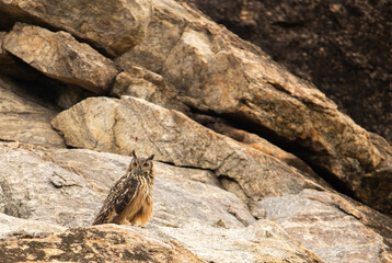 Eagle Owl