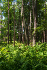 Forest View at Jamestown Audubon Center and Sanctuary