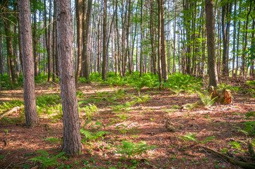 Hiking Trail through the Woods at Jamestown Audubon Center and Sanctuary