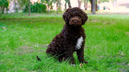 Funny brown puppy lagotto romagnolo sitting on the grass and looking at the camera in summer