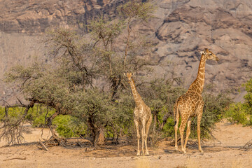 Giraffes in the wild in Namibia
