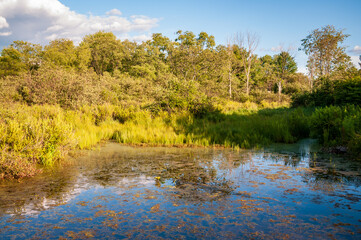 Fototapeta na wymiar Wetlands at Jamestown Audubon Center and Sanctuary