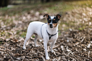 Female Andalusian Bodeguero Buzzard Dog in a park in alert attitude. Copy space