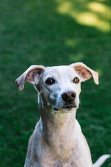 Vertical portrait of Greyhound and Breton Spaniel crossbreed dog looking attentively to the side with green grass background out of focus.  Copy space