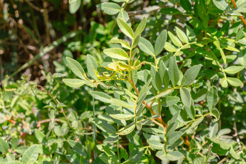Green leaves of Pistacia lentiscus, also called lentisk or mastic, a dioecious evergreen shrub or small tree of the genus Pistacia native to the Mediterranean Basin. Tipaza, Tipasa, Algeria.