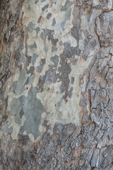 Natural relief background of tree bark texture