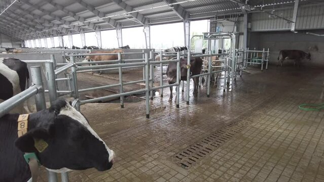 Cows on a modern automatic diary farm with robots. Cow milking system