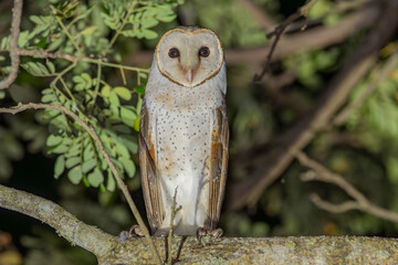 The barn owl (Tyto alba) is the most widely distributed owl species in the world and one of the most common of all bird species