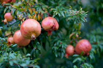Red ripe pomegranate fruits grow on pomegranate tree in garden. Punica granatum fruit, close up. Of pomegranate to produce a delicious juice.