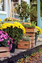 Pots of flowers near the entrance of a country house or a shop, autumn composition. Wooden boxes with plants on the veranda. Gardening
