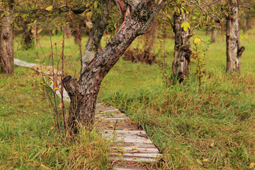 Wooden path in the autumn apple orchard, park. Tree trunks, yellowed grass, damp but sunny weather