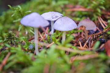 Small brown mycena mushrooms among green moss with shallow depth of field. Mushroom caps top view. Interesting natural mushroom texture.